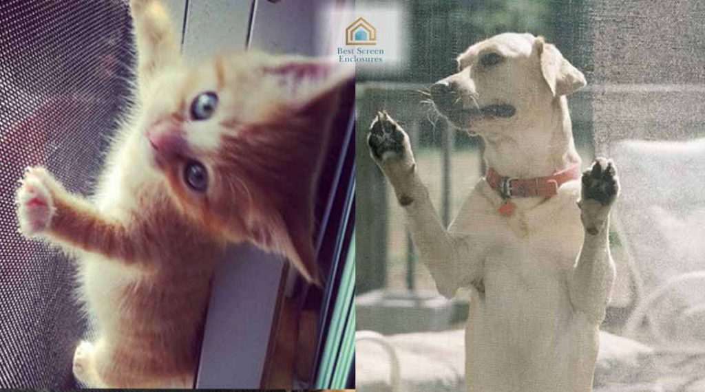 The Pet-Proof Screen